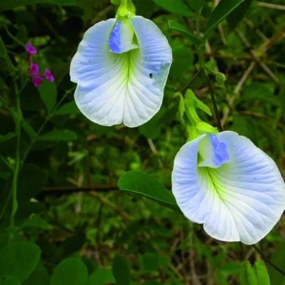 Close-up view of a light blue Aparajita flower showing its soft blue petals and fresh green leaves.