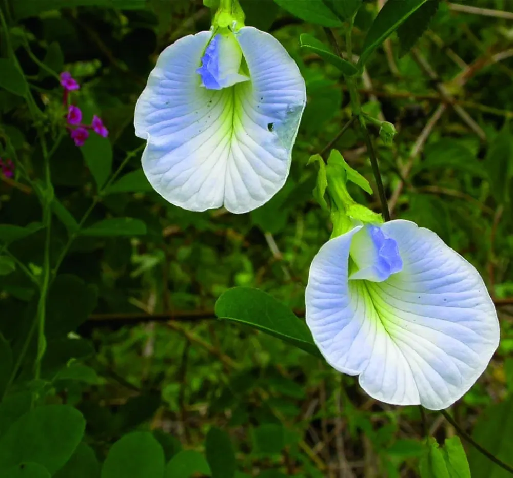 Close-up view of a light blue Aparajita flower showing its soft blue petals and fresh green leaves.