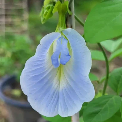 Light blue Aparajita (Shankam Puvvu) flower blooming on a healthy green vine in a home garden.