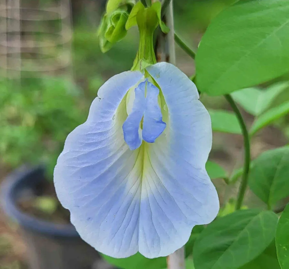 Light Blue Aparajita Flower Bloom – Shankam Puvvu Vine Light blue Aparajita (Shankam Puvvu) flower blooming on a healthy green vine in a home garden.