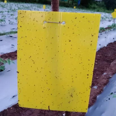 Yellow insect trap sheet hanging near plants for eco-friendly garden pest control.