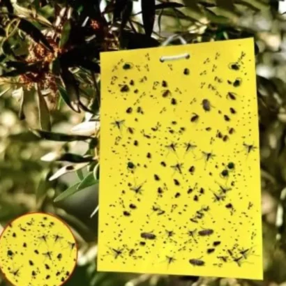 Strong adhesive yellow glue trap used in farming to catch whiteflies, thrips and aphids naturally.