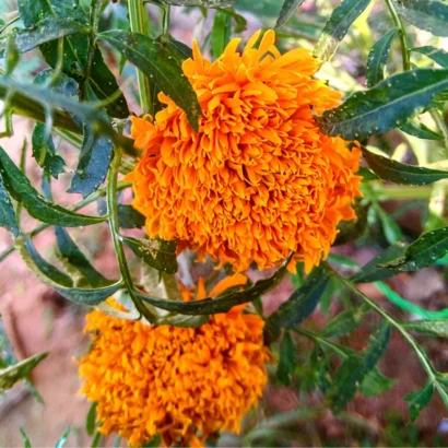 Marigold Orange (Ooka Banti) plant growing in a pot with multiple blooms suitable for terrace gardening.
