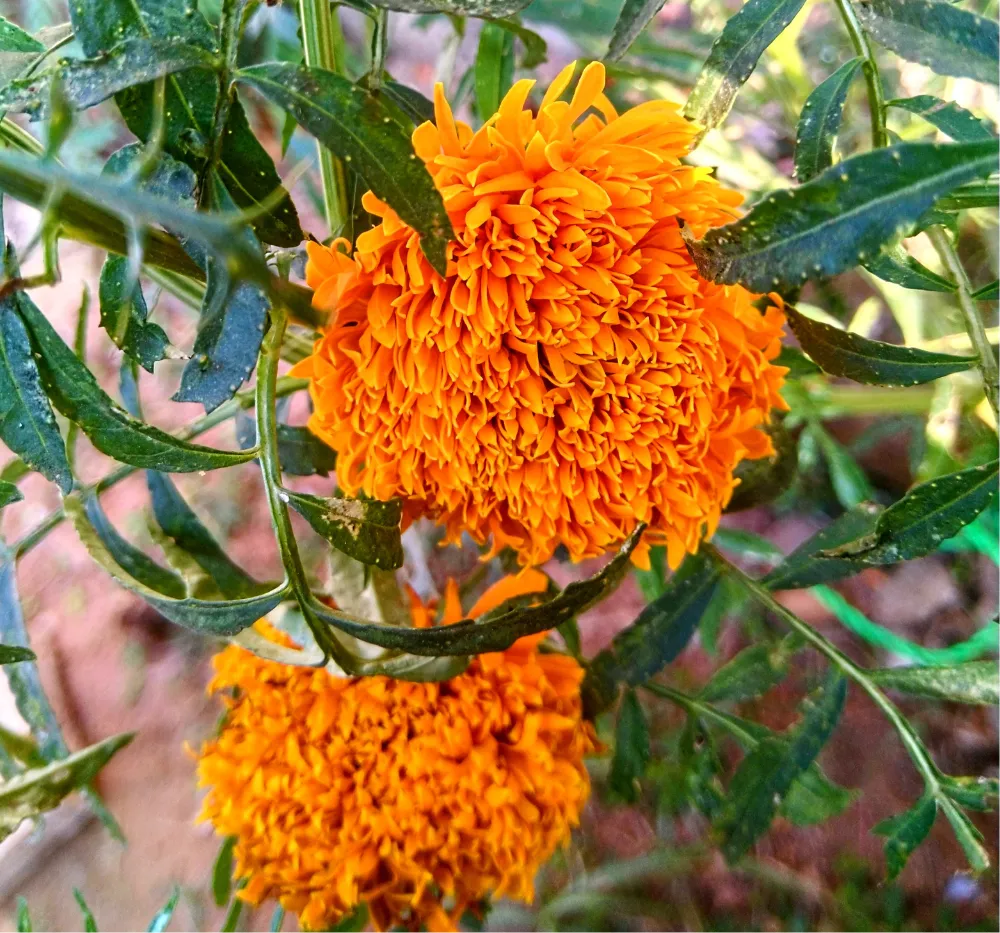 Marigold Orange (Ooka Banti) plant growing in a pot with multiple blooms suitable for terrace gardening.