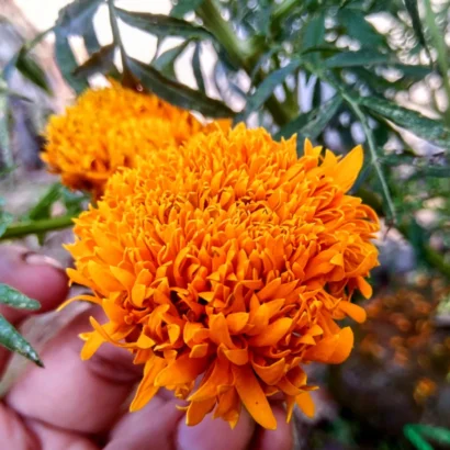 Marigold Orange (Ooka Banti) flowers blooming brightly in a home garden grown from high yield marigold seeds.