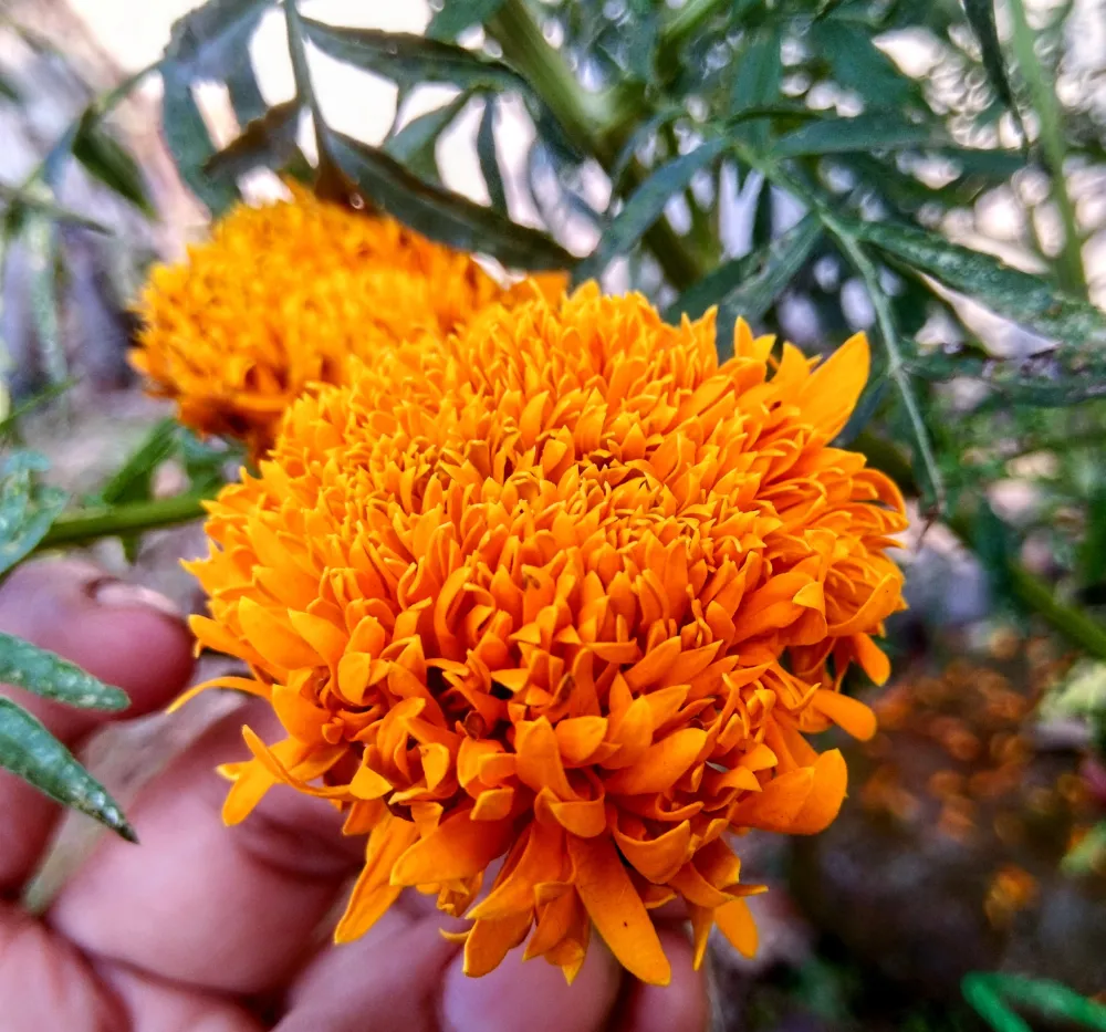 Marigold Orange Flowers – Ooka Banti Home Garden Variety Marigold Orange (Ooka Banti) flowers blooming brightly in a home garden grown from high yield marigold seeds.