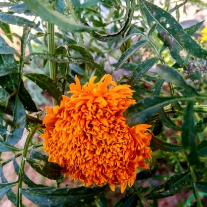 Close-up of bright orange Marigold (Ooka Banti) flowers with dense petals growing in a home garden.