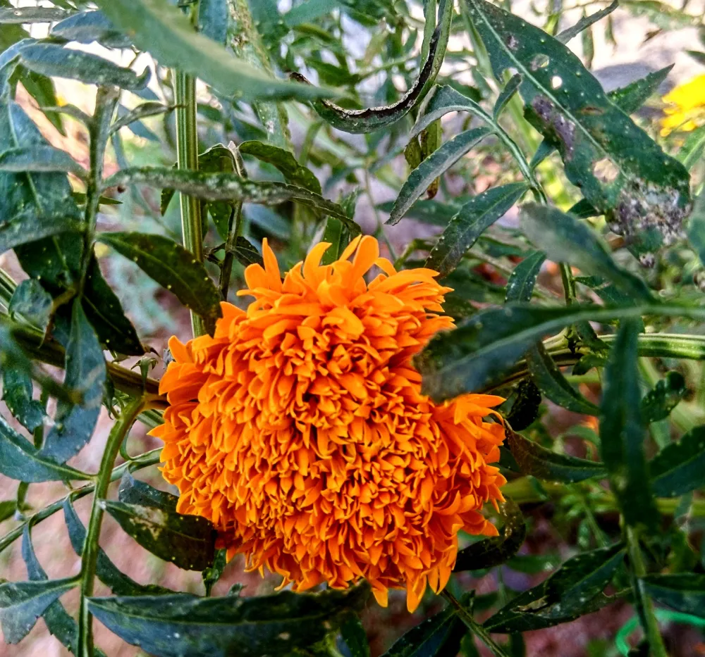 Close-up of bright orange Marigold (Ooka Banti) flowers with dense petals growing in a home garden.