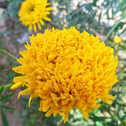 Bright yellow Marigold (Ooka Banti) flowers blooming in a home garden grown from high yield marigold seeds.