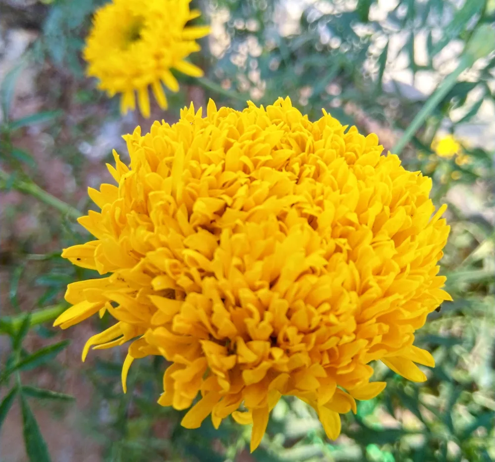 Yellow Marigold Flowers – Ooka Banti Home Garden Variety Bright yellow Marigold (Ooka Banti) flowers blooming in a home garden grown from high yield marigold seeds.