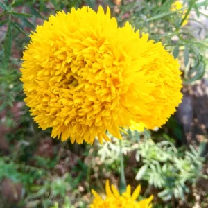 Healthy Yellow Marigold (Ooka Banti) plant growing in a pot suitable for terrace and balcony gardening.
