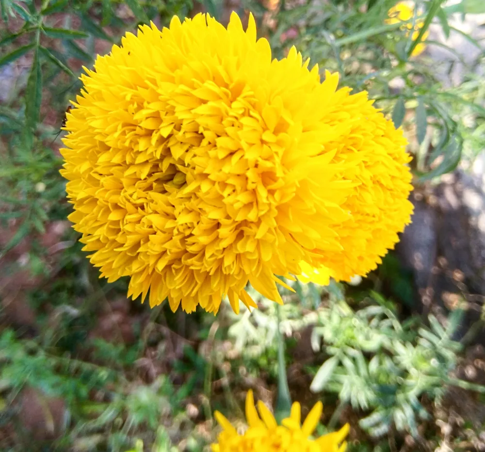 Healthy Yellow Marigold (Ooka Banti) plant growing in a pot suitable for terrace and balcony gardening.