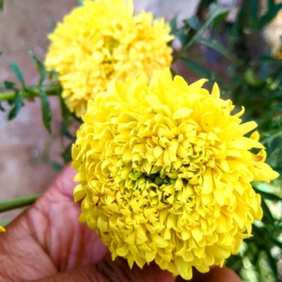 Close-up of lemon yellow Marigold (Ooka Banti) flowers with dense petals suitable for puja and garland use.