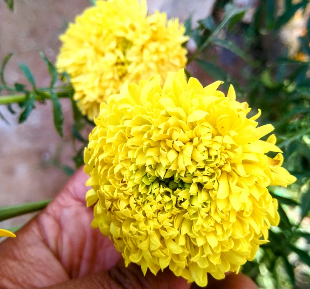 Close-up of lemon yellow Marigold (Ooka Banti) flowers with dense petals suitable for puja and garland use.