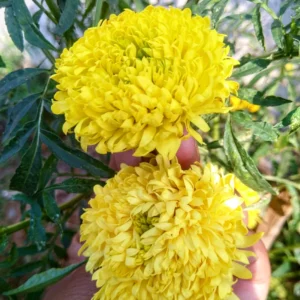 Lemon yellow Marigold (Ooka Banti) flowers blooming brightly in a home garden grown from high quality marigold seeds.