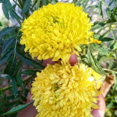 Lemon yellow Marigold (Ooka Banti) flowers blooming brightly in a home garden grown from high quality marigold seeds.