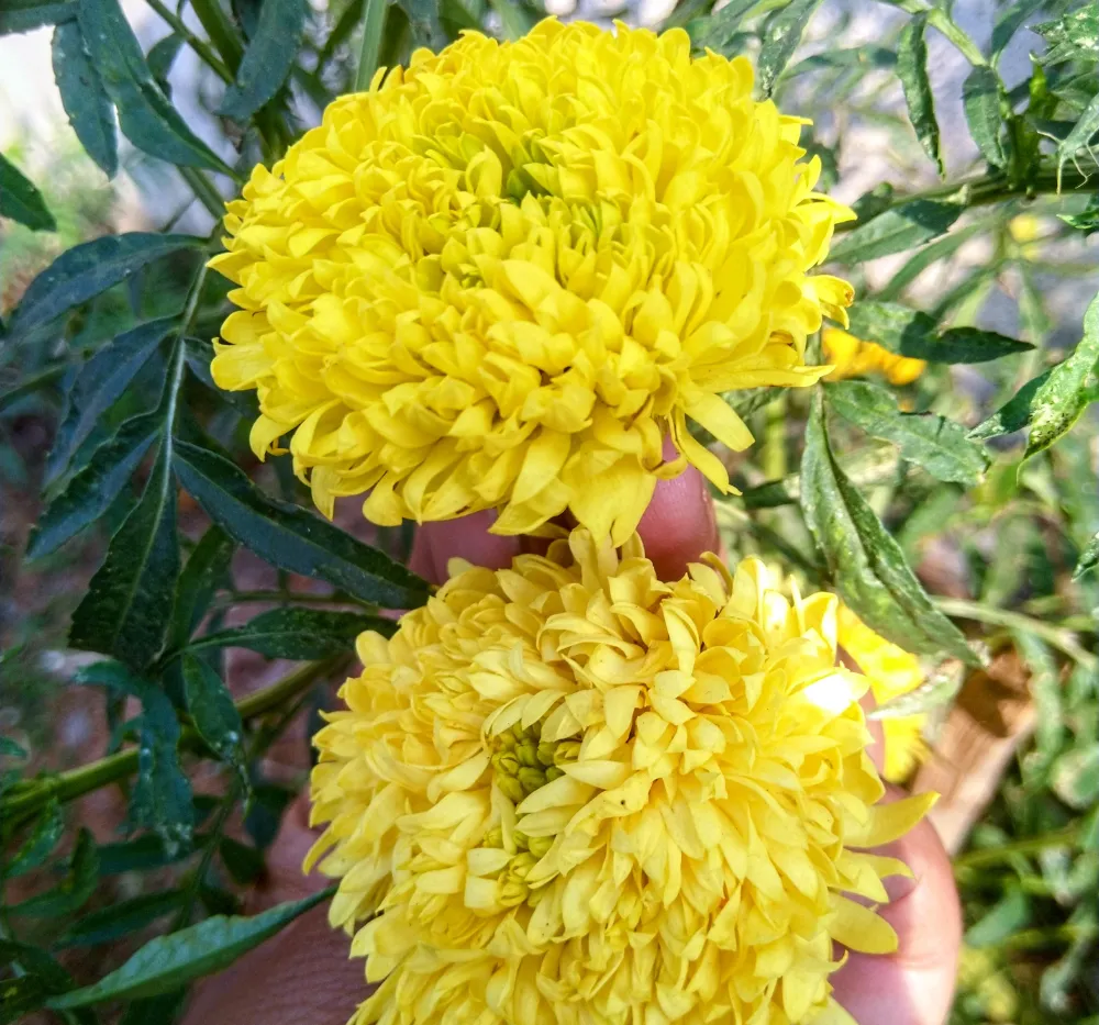 Marigold Lemon Yellow Flowers – Ooka Banti Home Garden Variety Lemon yellow Marigold (Ooka Banti) flowers blooming brightly in a home garden grown from high quality marigold seeds.