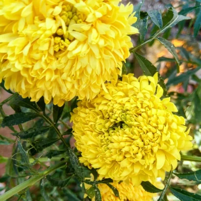 Healthy lemon yellow Marigold (Ooka Banti) plant growing in a pot ideal for terrace and balcony gardening.