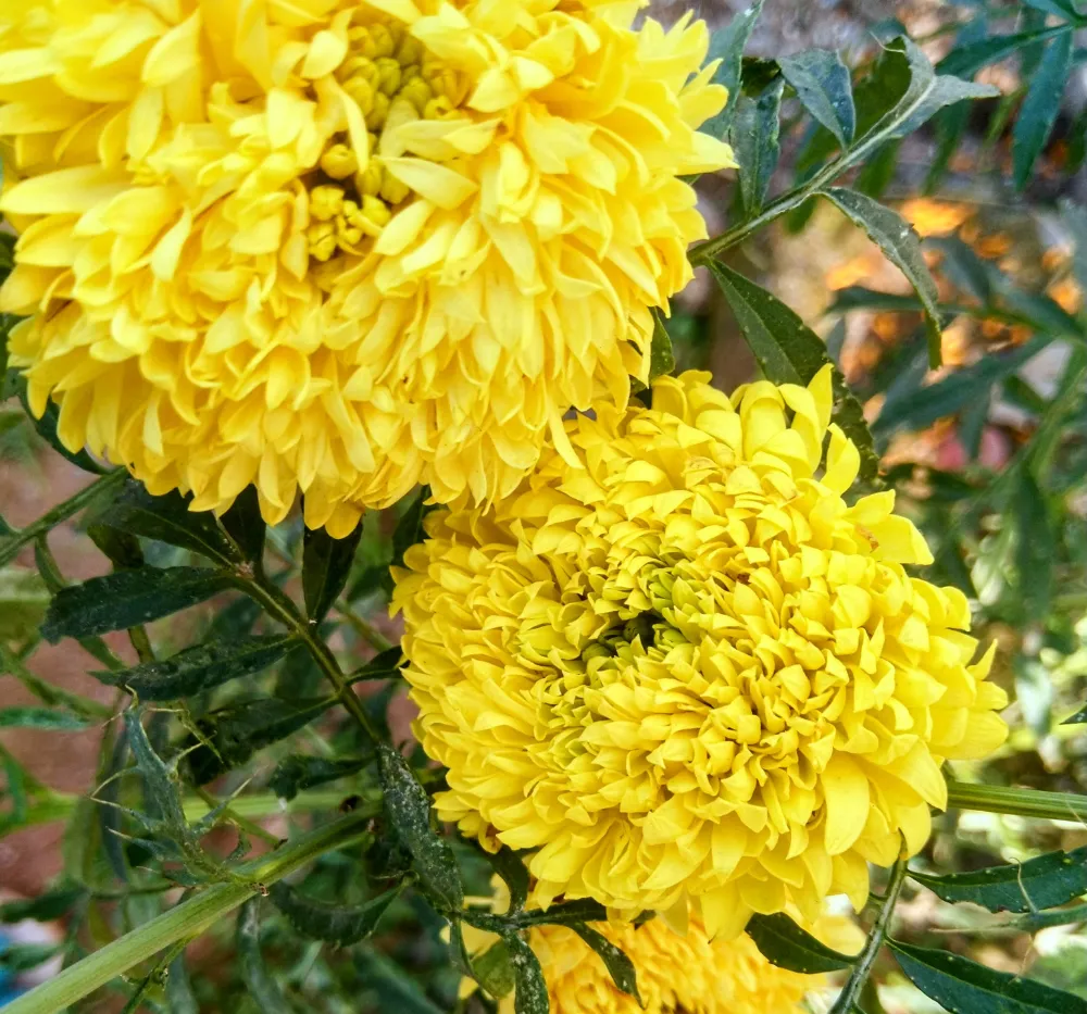 Healthy lemon yellow Marigold (Ooka Banti) plant growing in a pot ideal for terrace and balcony gardening.