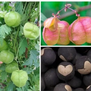 Balloon Vine plant (Mudakathan Keerai) growing vigorously in a home garden from medicinal climber seeds.