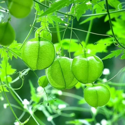 Balloon Vine leaves (Mudakathan Keerai) growing on climber net suitable for terrace and balcony gardening.