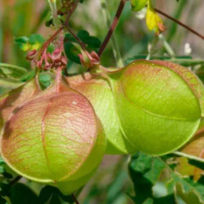 Balloon Vine seeds (Cardiospermum halicacabum) ready for planting for home and terrace garden.