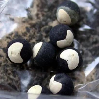 Balloon Vine seed pods with heart-shaped seeds also known as Love in a Puff and Heartseeds plant