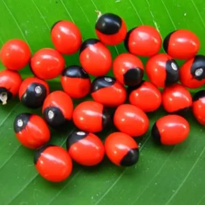 Red Gunja plant (Chirmi / Akt Gunja) growing as a medicinal climber in a home garden.