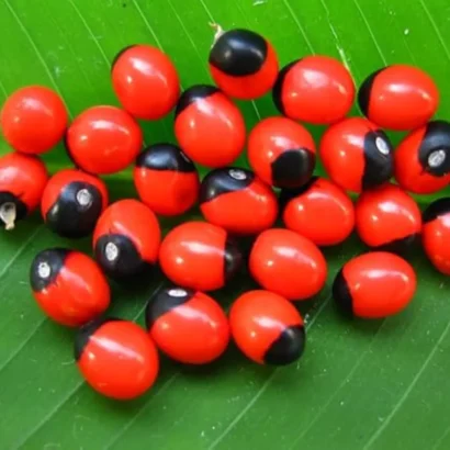 Red Gunja plant (Chirmi / Akt Gunja) growing as a medicinal climber in a home garden.