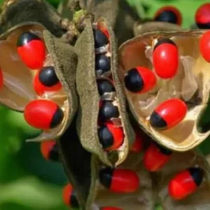 Red and black Gunja seeds (Abrus precatorius) displayed clearly for planting purposes.