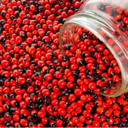 Red Gunja climber leaves growing on fence support suitable for terrace and home gardens.