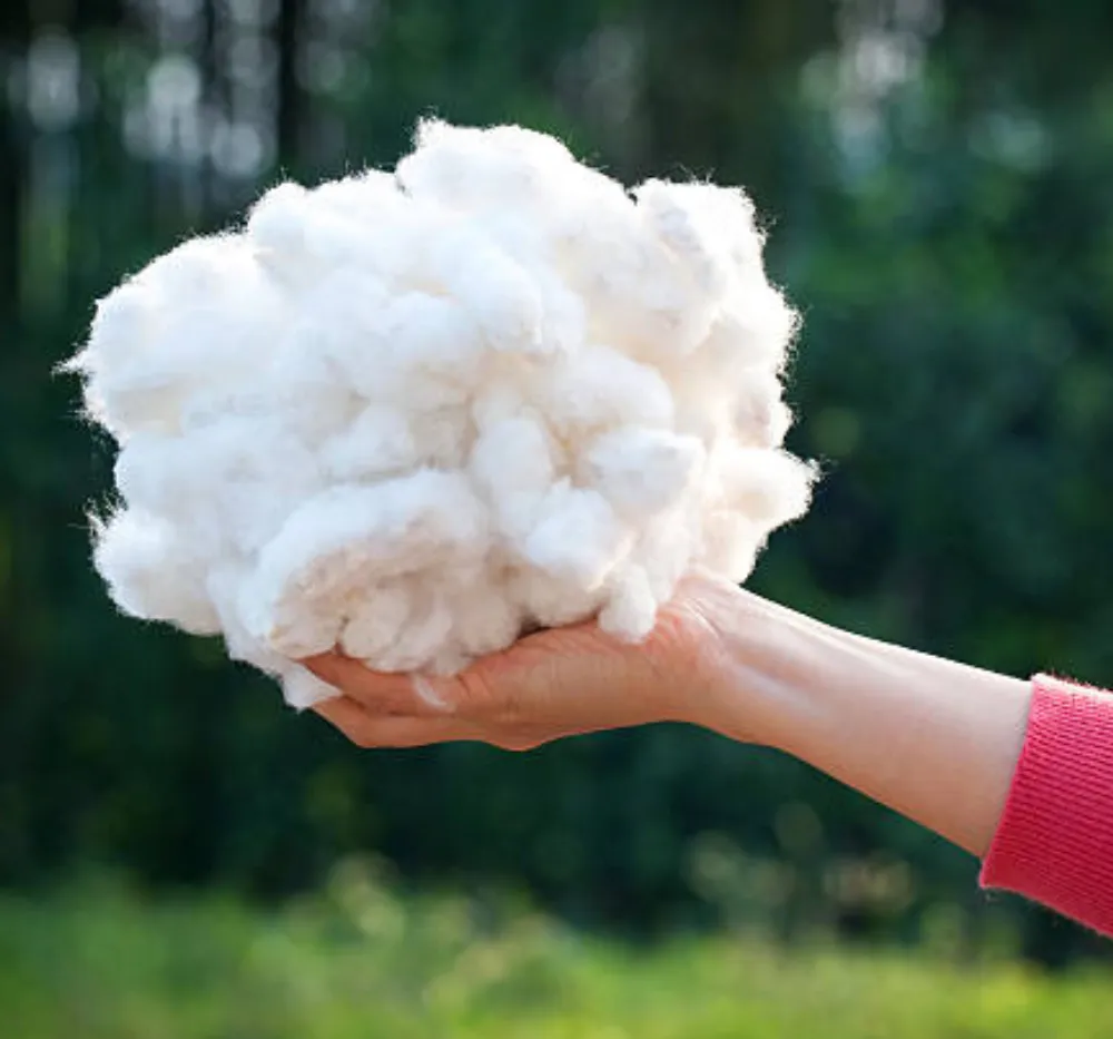 Raw Cotton for Puja with Seeds – Natural Unprocessed Cotton Raw cotton for puja with seeds in natural unprocessed form used for making diya wicks and festival rituals.