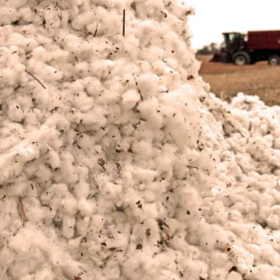 Unprocessed organic raw cotton with seeds used for art, craft, and handmade diya decoration at home.