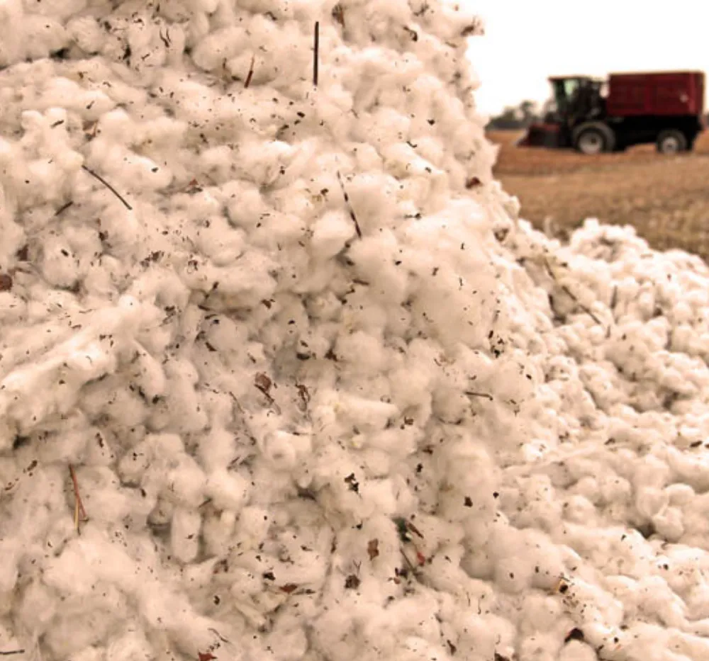 Unprocessed organic raw cotton with seeds used for art, craft, and handmade diya decoration at home.
