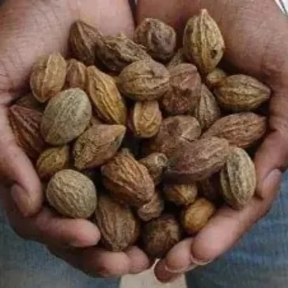 Kadukkai Haritaki whole fruits (Terminalia chebula) traditional ayurvedic raw herbal material.