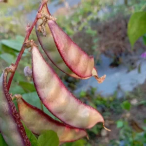 edge purple chikkudu seeds broad beans seeds for home garden