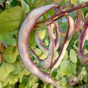purple broad beans seeds chikkudu seeds for home garden