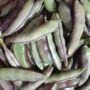 purple kanupu chikkudu seeds broad beans seeds for home garden india