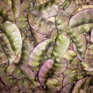 purple shine chikkudu seeds broad beans seeds for home garden