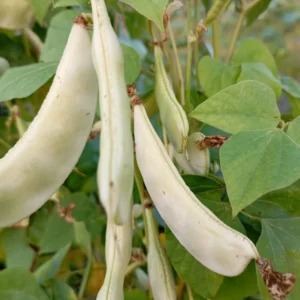 white short chikkudu seeds 365 days broad beans seeds for home garden