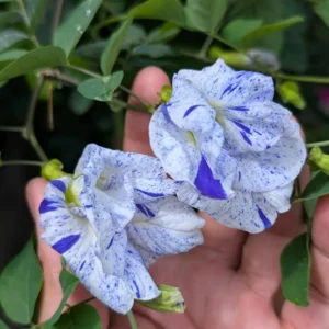 Aparajita Asian Dot Flower Seeds (10 Seeds) | Shankam Puvvu Seeds | Blue Pea Flower Climber for Home & Terrace Garden