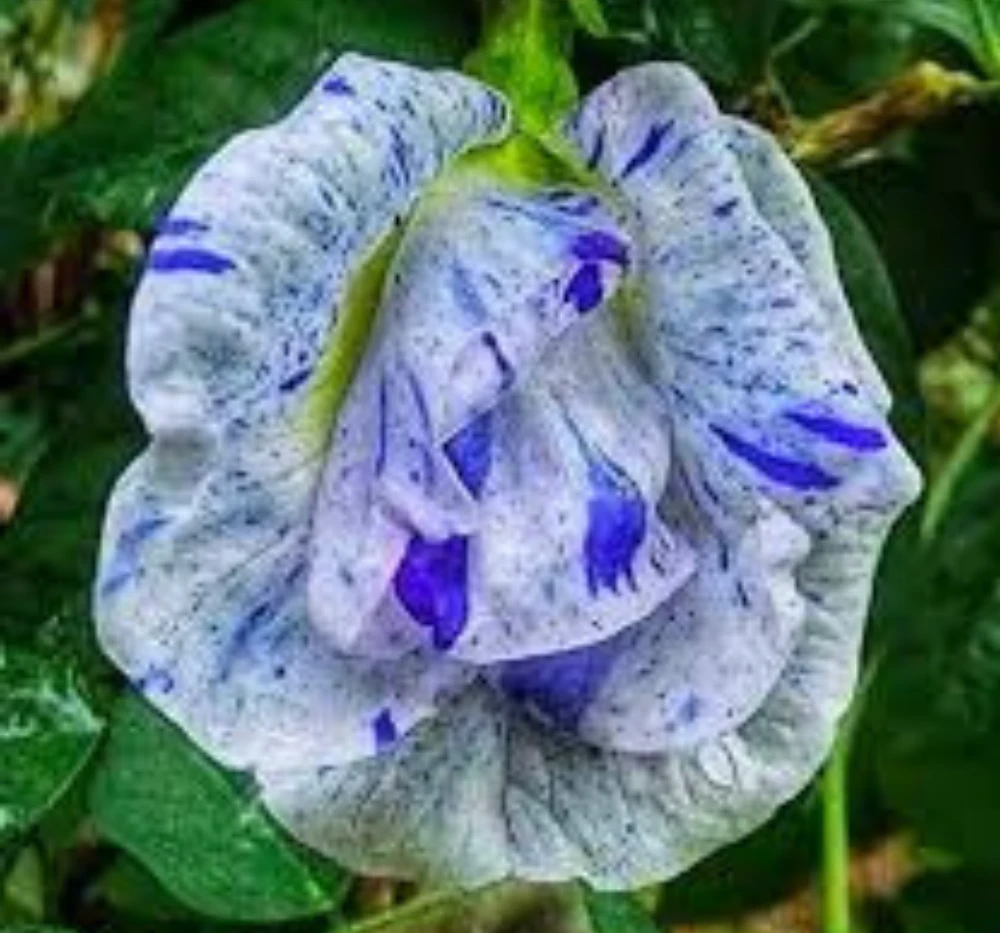 Aparajita Asian Dot Flower Seeds (10 Seeds) | Shankam Puvvu Seeds | Blue Pea Flower Climber for Home & Terrace Garden
