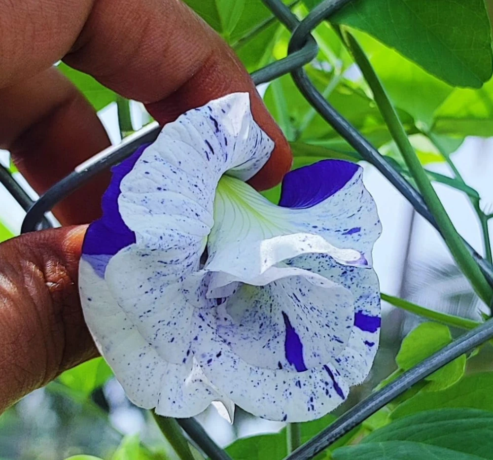 Aparajita Asian Dot Flower Seeds (10 Seeds) | Shankam Puvvu Seeds | Blue Pea Flower Climber for Home & Terrace Garden