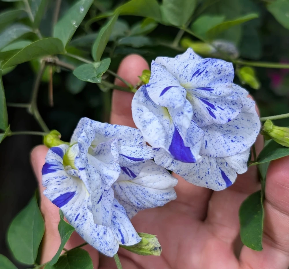 beautiful aparajita flower seeds shankam puvvu asian dots aparajita flower seeds