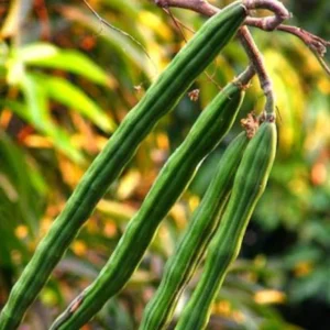 Moringa drumstick seeds for terrace garden