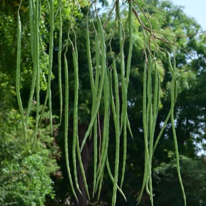 Drumstick tree seeds high yield variety