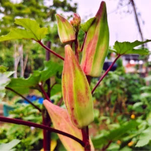double colour okra seeds double colour bendakaya seeds for home garden